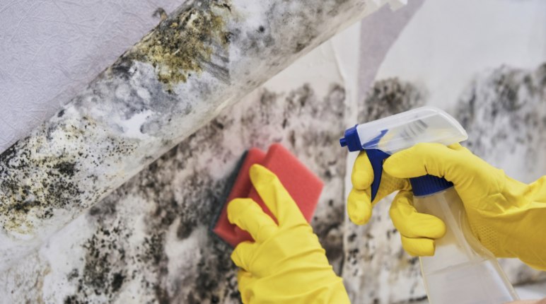 Mold Removal Service Louisville KY